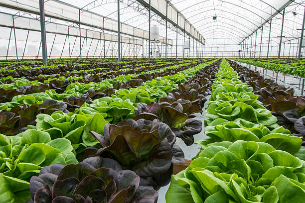 Lettuce crops in greenhouse