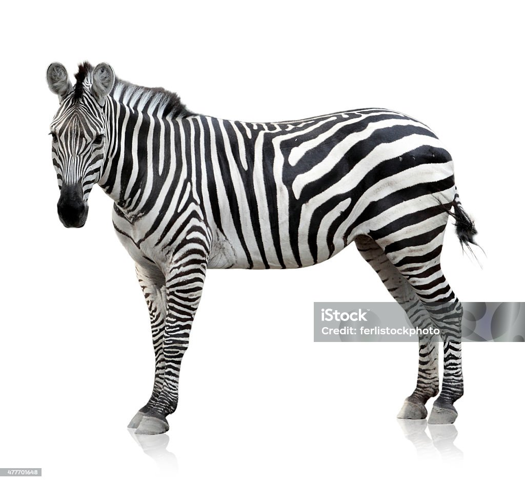 Zebra On White Background Stock Photo - Download Image Now - Zebra, White  Background, Cut Out - iStock