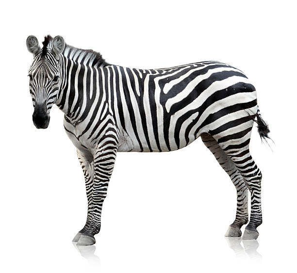 zebry na białym tle - zebra animal isolated young animal zdjęcia i obrazy z banku zdjęć
