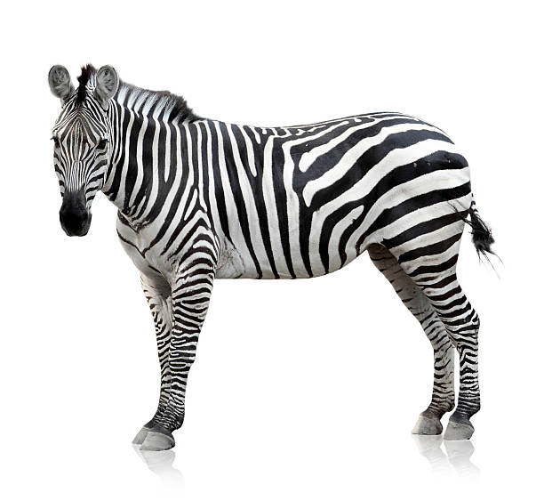 zebra no fundo branco - zebra animal isolated young animal - fotografias e filmes do acervo