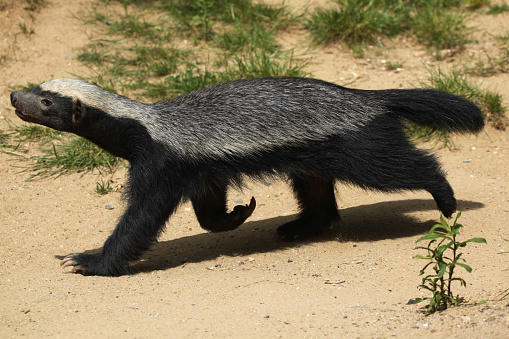 Honey Badger Stock Photo - Download Image Now - Badger, Honey, 2015 - iStock Honey Badger Stock Photo - Download Image Now - Badger, Honey, 2015 - iStock