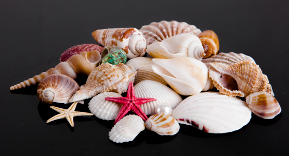 The exotic sea shell . treasure from the sea on black background
