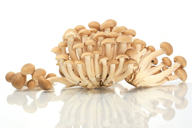istock Brown beech mushrooms, Shimeji mushroom, 477703115