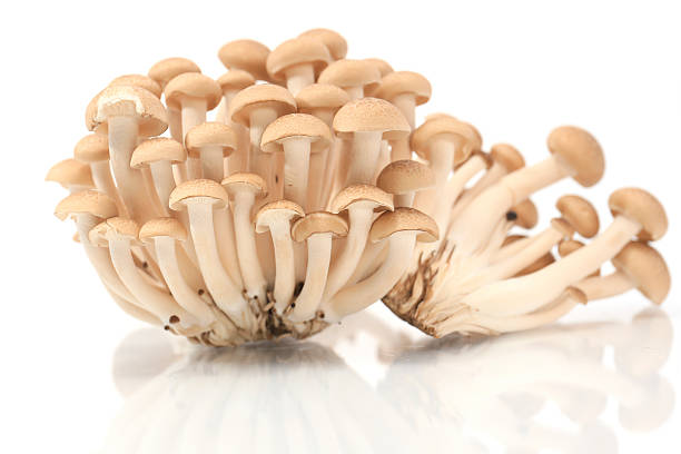 istock Brown beech mushrooms, Shimeji mushroom, 477704337