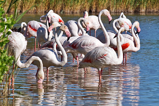 istock Pink flamingos 477705271