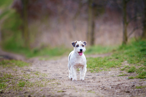 beautiful and fun young parson russel terrier dog jack russel terrier puppy jump und running