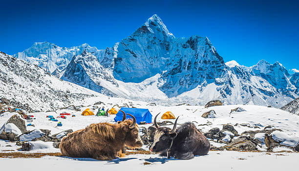 Yaks at Himalayan high camp below snowy mountain peaks Nepal