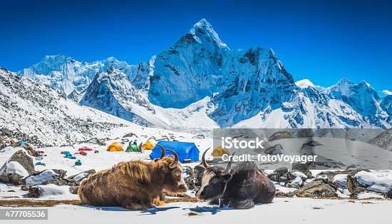 istock Yaks at Himalayan high camp below snowy mountain peaks Nepal 477705536