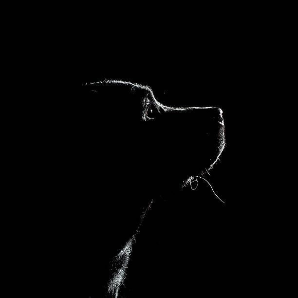 Labrador Retriever on a black background in the studio Silhouette of a black Labrador Retriever on a black background in the studio. Back-lighting. black labrador stock pictures, royalty-free photos & images