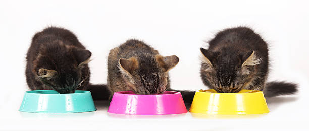 istock cats sitting at food bowl 477705968