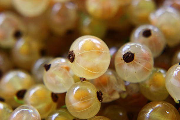 istock Pile Of White Currants 477706304