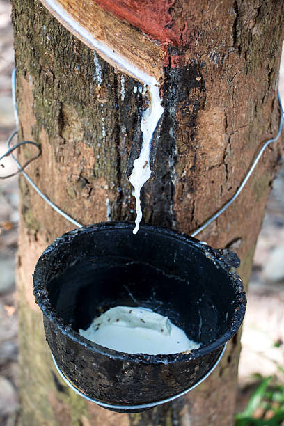 istock Milk of rubber tree into a wooden bowl 477706647