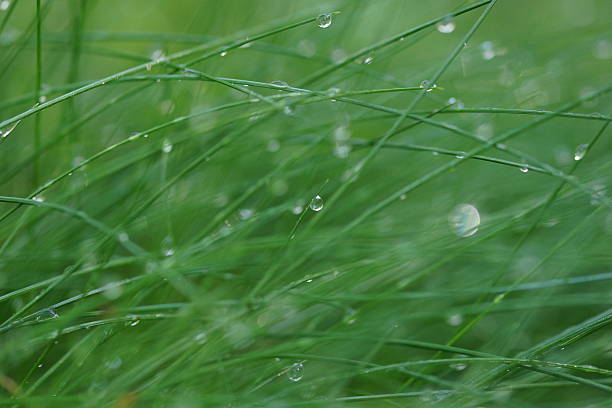 istock Dewdrops on blades of grass 477706826