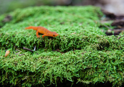 Eastern Newt on the green moss