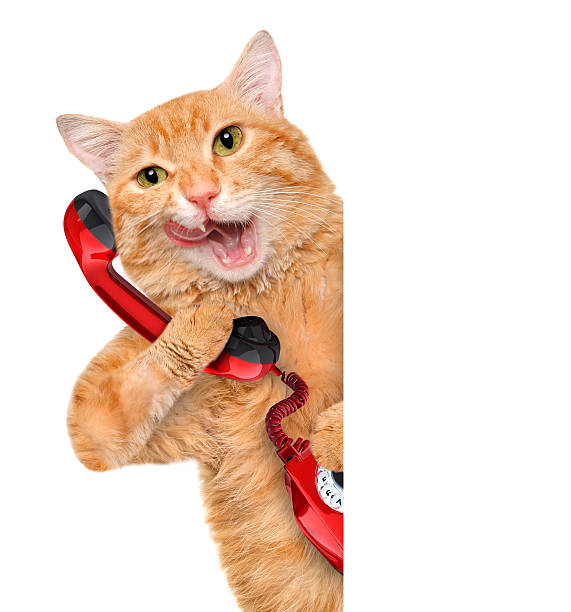 istock Cat talking on the phone. 477707084