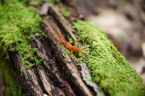Eastern Newt on the green moss