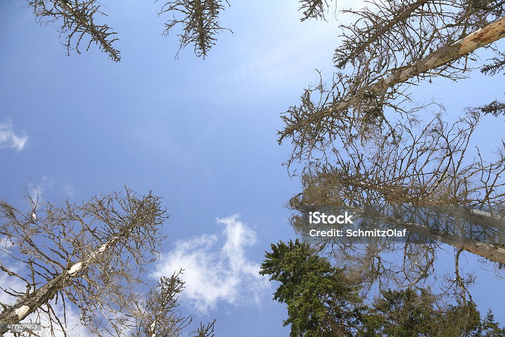 방전됨 나무를 임산 - 로열티 프리 0명 스톡 사진