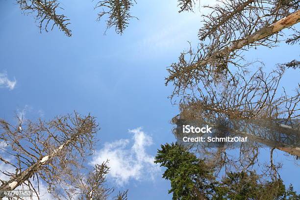 Árvores Mortas Na Floresta - Fotografias de stock e mais imagens de Ao Ar Livre - Ao Ar Livre, Baden-Württemberg, Castanho