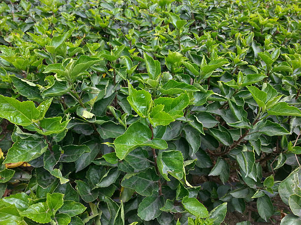 istock Green bush of tropical garden 477707601