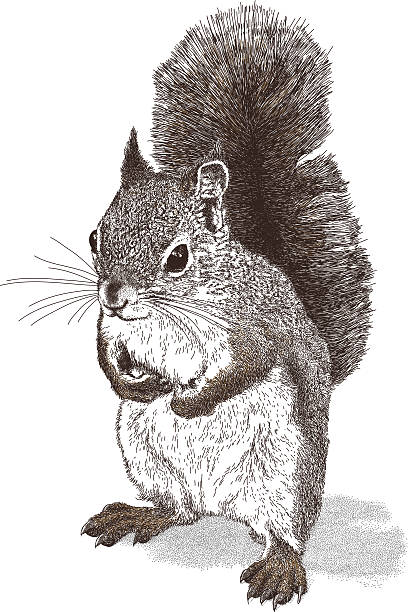 ilustrações, clipart, desenhos animados e ícones de esquilo - squirrel