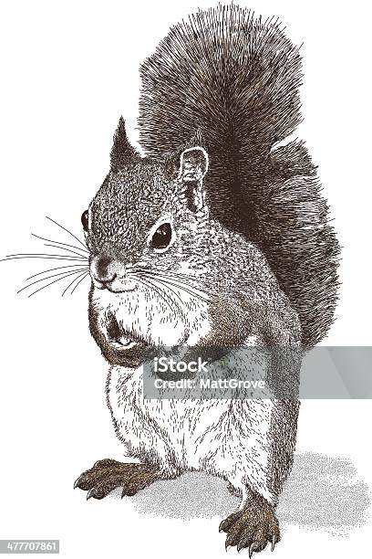 Vetores de Esquilo e mais imagens de Esquilo - Esquilo, Ilustração e Pintura, Noz - Comida