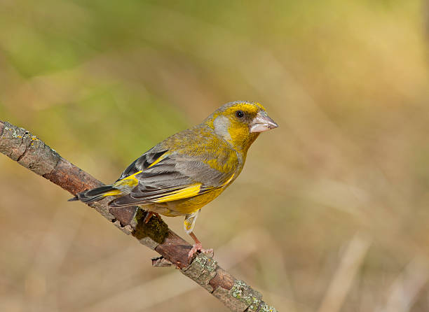 istock European greenfinch (Chloris chloris) 477707908