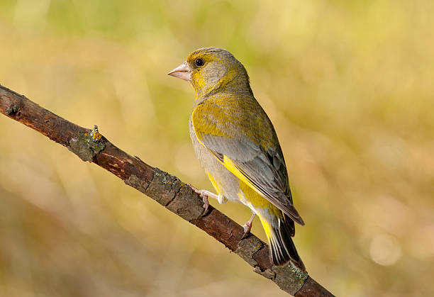 istock European greenfinch (Chloris chloris) 477707920