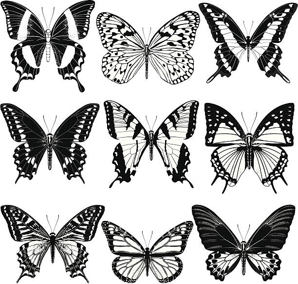 schmetterlinge - schwalbenschwanzfalter stock-grafiken, -clipart, -cartoons und -symbole