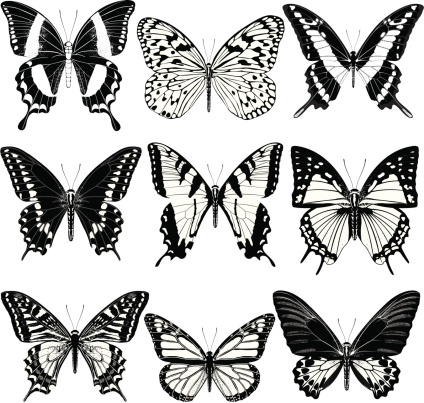 illustrations of butterfly.