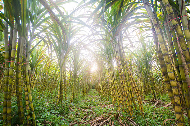 istock fresh sugarcane in garden 477707960