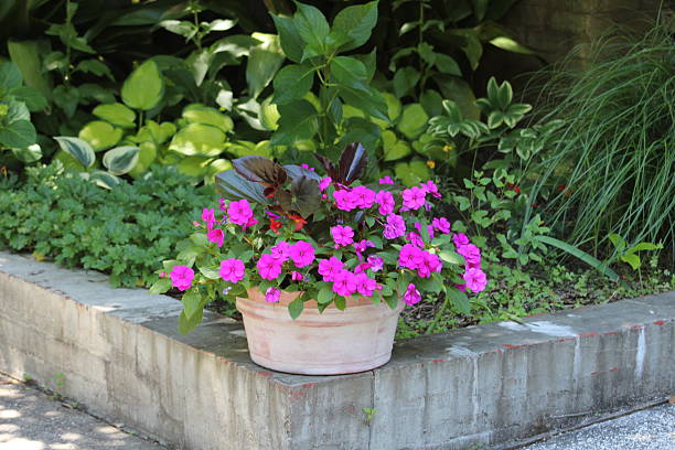 istock Pretty Pink Flowers In Terracotta Pot 477708310