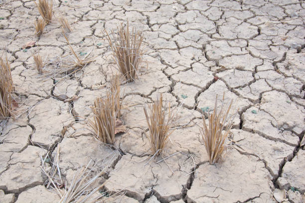 istock Rice stubble and dry soil 477709104