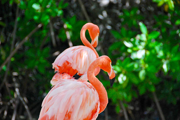 istock beautiful Flamingos on a paradise Beach 477709234