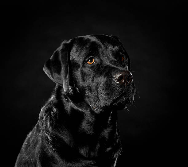istock Labrador Retriever on a black background in the studio 477709620
