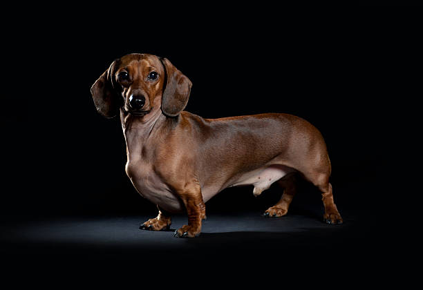 istock Portrait of dachshund on a black background 477709716