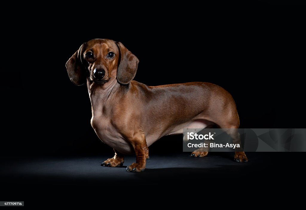 Portrait of dachshund on a black background Portrait of dachshund on a black background  in the studio Dachshund Stock Photo