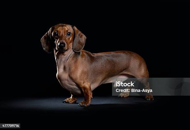 Portrait Of Dachshund On A Black Background Stock Photo - Download Image Now - Dachshund, Hunting - Sport, 2015