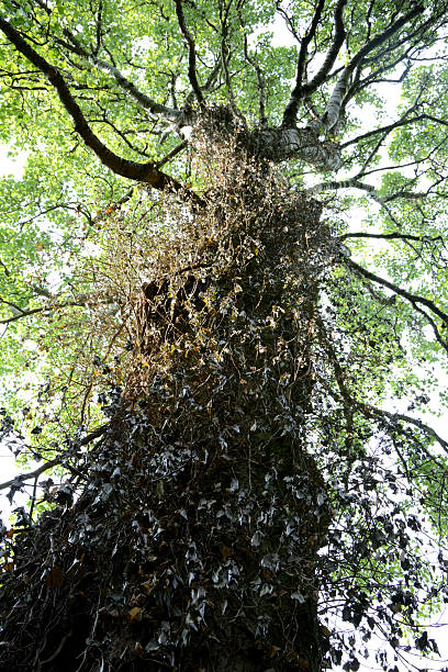 istock Ivied white poplar trunk and branches 477709942