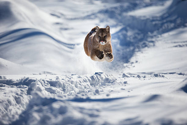 Mountain lion in chase after prey. Mountain lion or cougar in mid-air chasing its prey over winter snow. wild animal running stock pictures, royalty-free photos & images