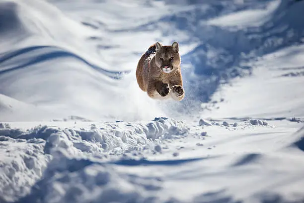 Mountain lion or cougar in mid-air chasing its prey over winter snow.
