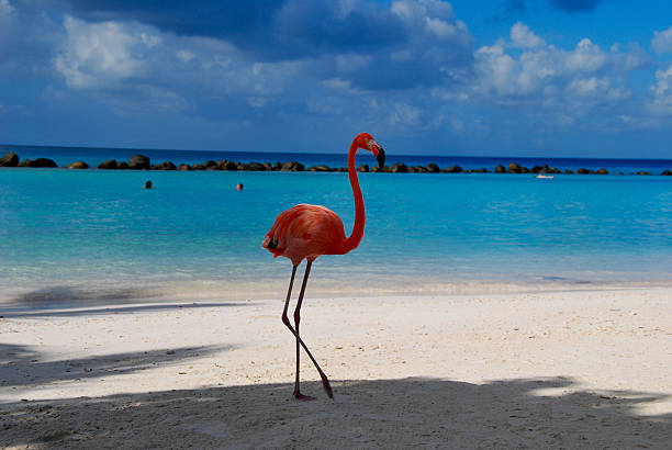 istock beautiful Flamingos on a paradise Beach 477710602