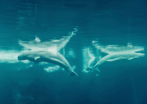 white whales underwater