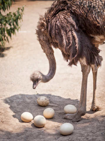 Male ostrich with eggs.