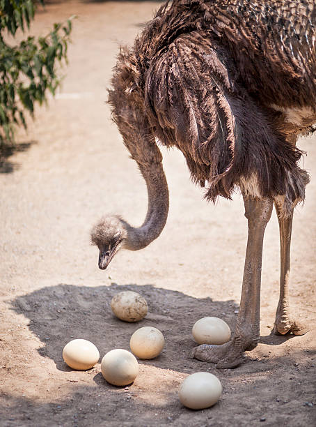 Male Ostrich With Eggs stock photo