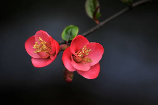 Blossom Japanese quince