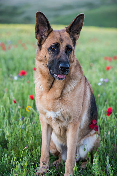 istock German shepherd dog on summer meadow with flowers 477713482