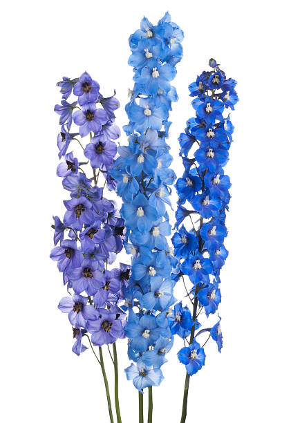 delphinium stock photo