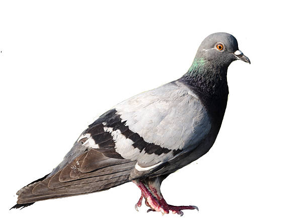 istock Feral Pigeon isolated on white. 477713902