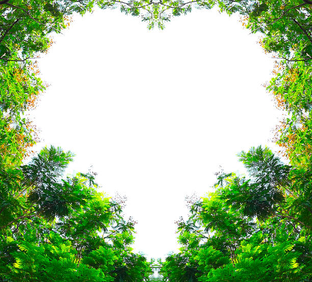 istock Golden shower trees in heart shape 477713948