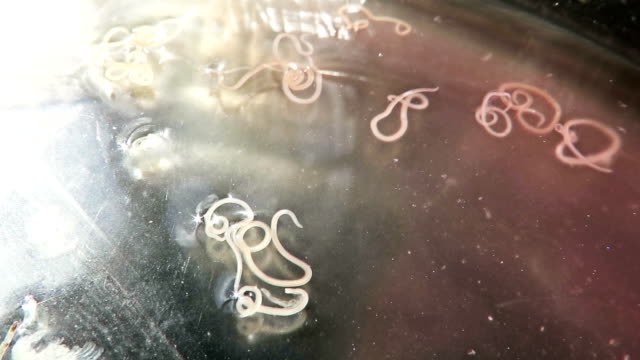 Anisakis nematode fish parasites in a petri dish